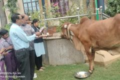 Gopashtami